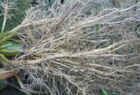 植物根系分析儀，選擇山東云唐如何？